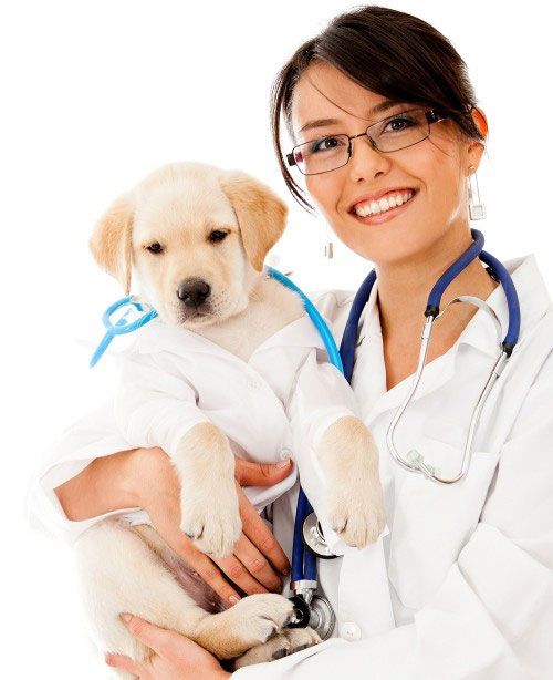 centro-veterinario-montrove-doctora